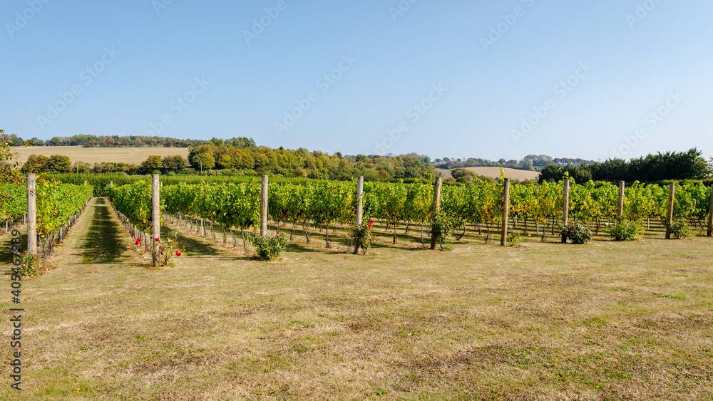 Wine Making Vineyard in Summer 
