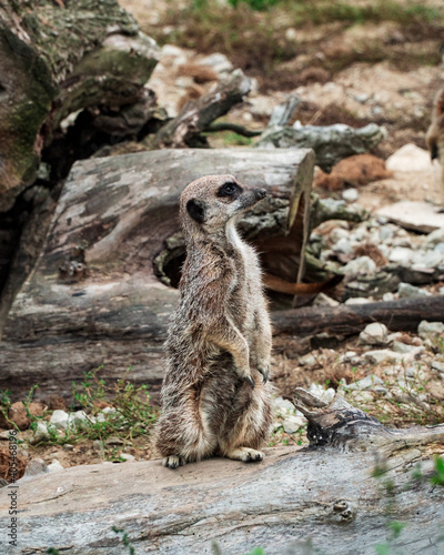 meerkat on the ground standing up 