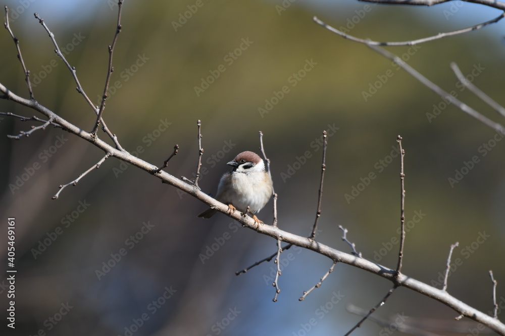 Fototapeta premium Tree sparrow