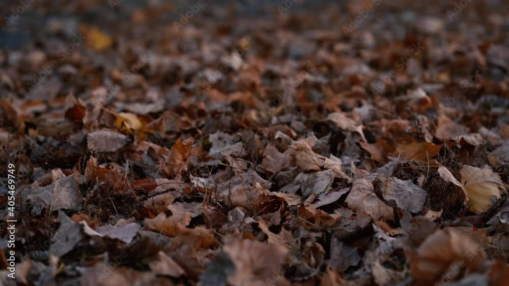 a pile of fallen autumn leaves lying on the ground