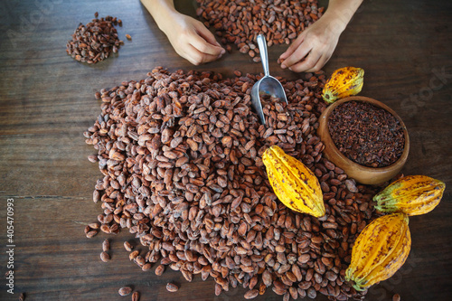 inspecting cocoa beans for quality by hand © NARONG