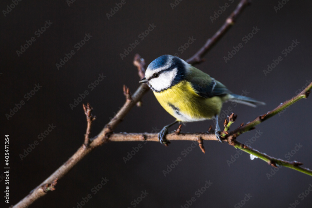 Obraz premium Blue Tit Cyanistes Caeruleus
