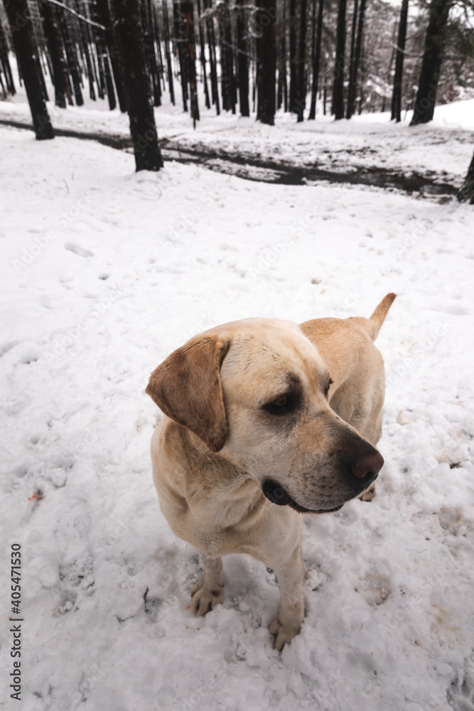 Labrador retriever on a snowy forest