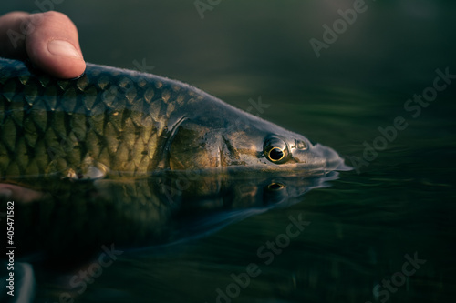 fish portrait