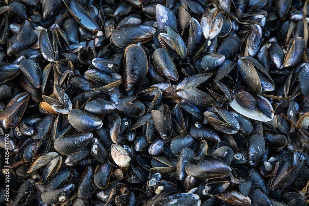Blue Mussels
