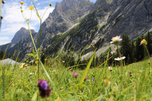 flowers in the grass