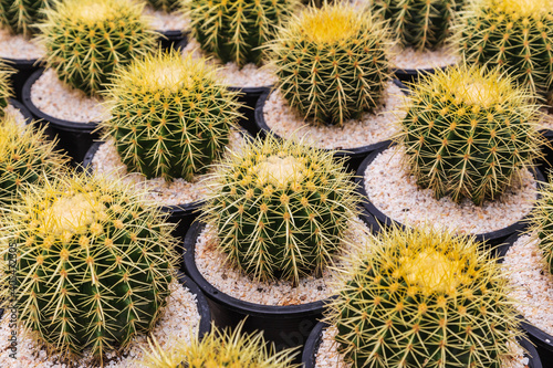 Cactus in pots