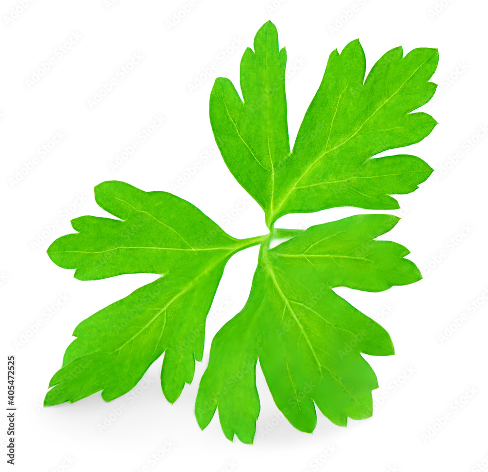 Parsley isolated on white, closeup. Fresh Parsley herb, studio macro shot. Parsley isolated on white, closeup. Fresh Parsley herb, studio macro shot.