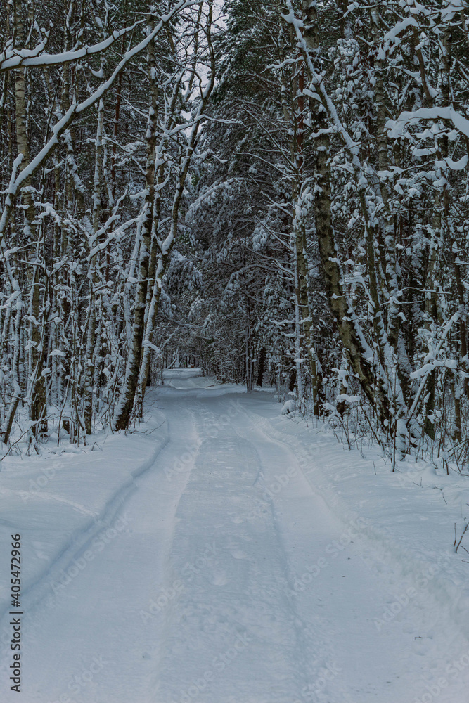 Obraz premium Forest road