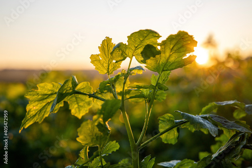 flowers in the sun