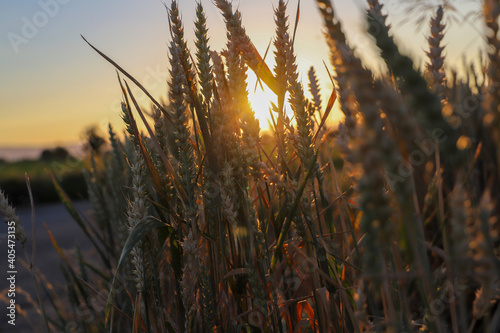 reeds at sunset