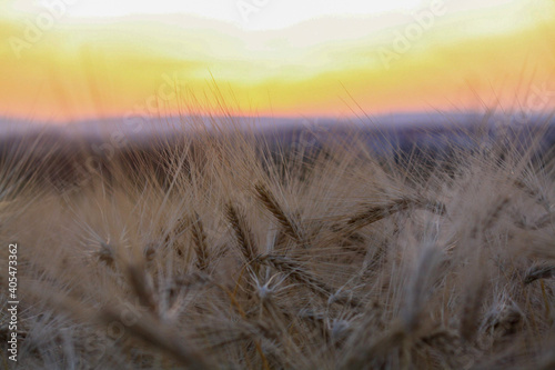 sunset in the field
