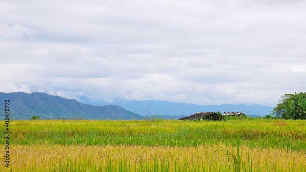 Fototapeta premium Rice fields and sky with mountain