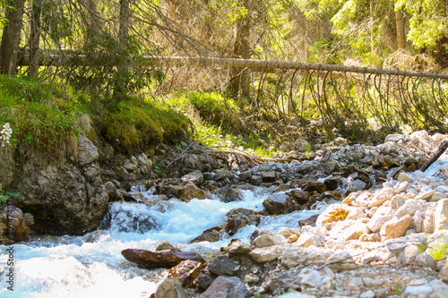 stream in the forest