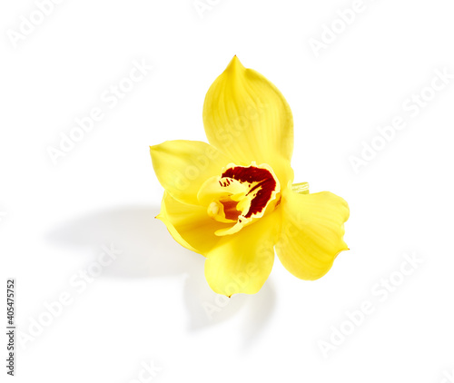 Bild auf Leinwand Beautiful yellow orchid flower isolated on white background