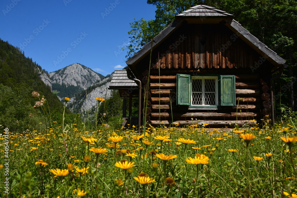 old wooden house in the mountains and yellow flowers in grass