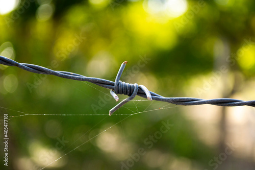 spider web on the fence