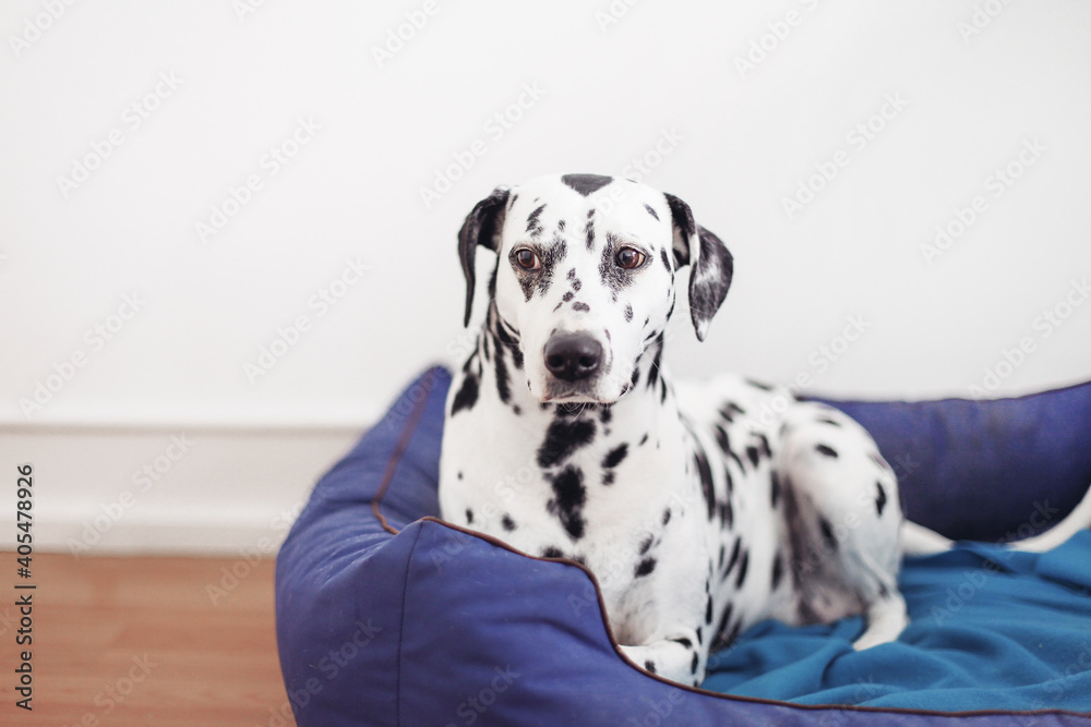 An adult Dalmatian on a blue dog bed, white wall background 