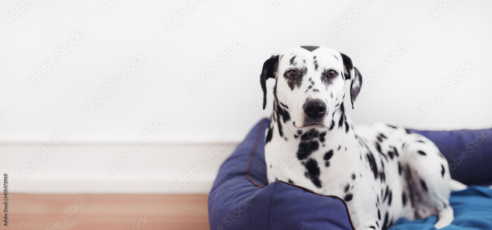 An adult Dalmatian on a blue dog bed, white wall background An adult Dalmatian on a blue dog bed, white wall background
