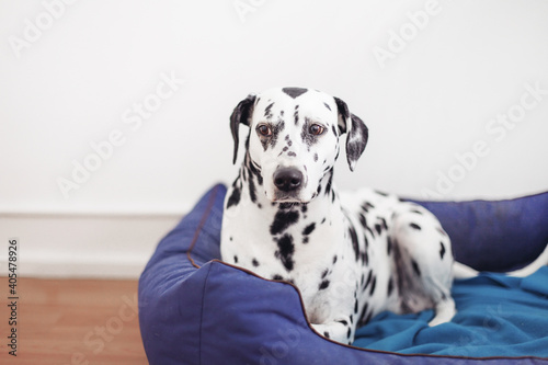 An adult Dalmatian on a blue dog bed, white wall background 