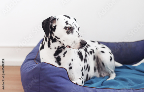 An adult Dalmatian on a blue dog bed, white wall background 