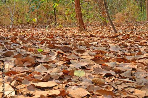 Fallen dried leaves with sunlight drop in the forest