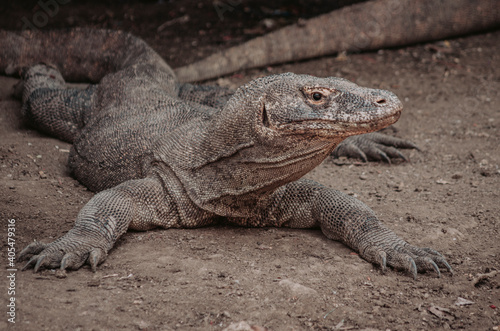 Komodo dragon, the biggest lizard, the last dinosaur. Reptile.	 photo