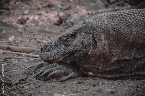 Komodo dragon, the biggest lizard, the last dinosaur. Reptile.	 photo