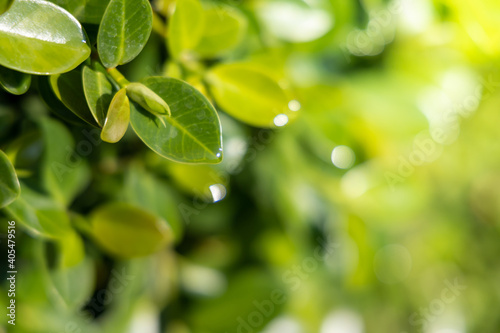 Close Up green leaf under sunlight in the garden. Natural background with copy space.