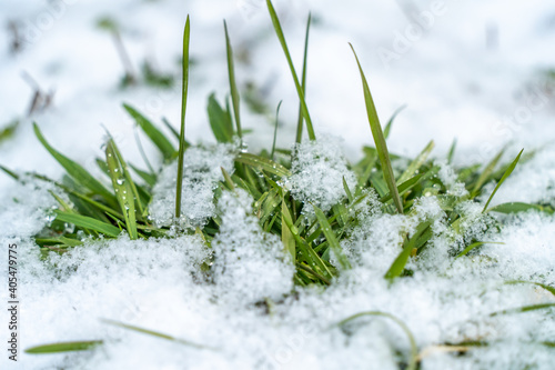 雪と草 © Pen