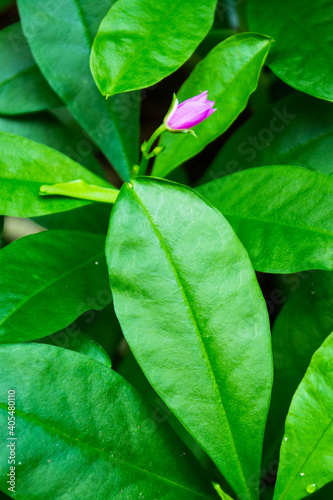 Green leaves with purple flower. 