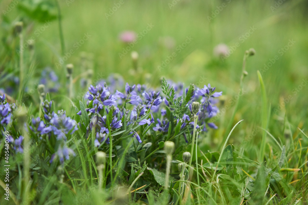 Blumen beim Wandern Blumen beim Wandern