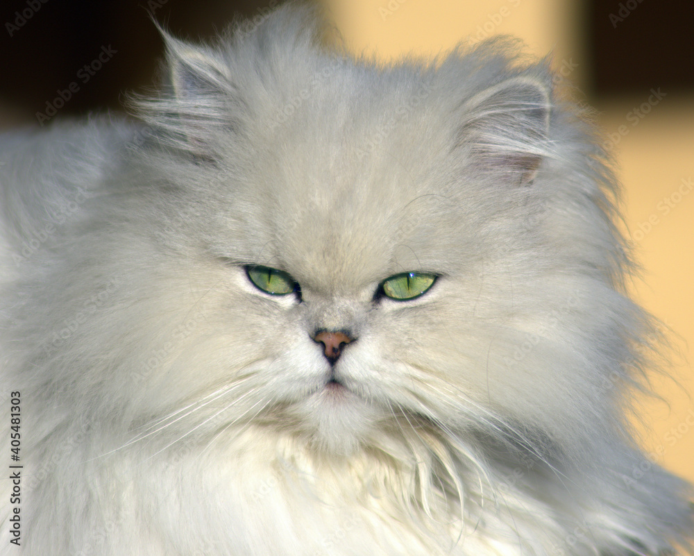 Chinchilla longhair cat