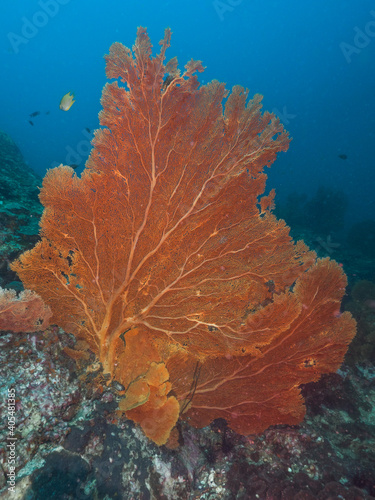 Gorgonian seafan in a coral reef (Mergui archipelago, Myanmar)