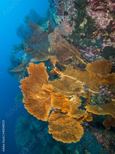 Gorgonian seafan forest (Mergui archipelago, Myanmar)