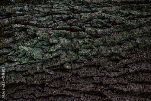 Relief texture of the brown bark of a tree with green moss on it. Creative texture of an oak bark. Horizontal photo of a tree bark texture.