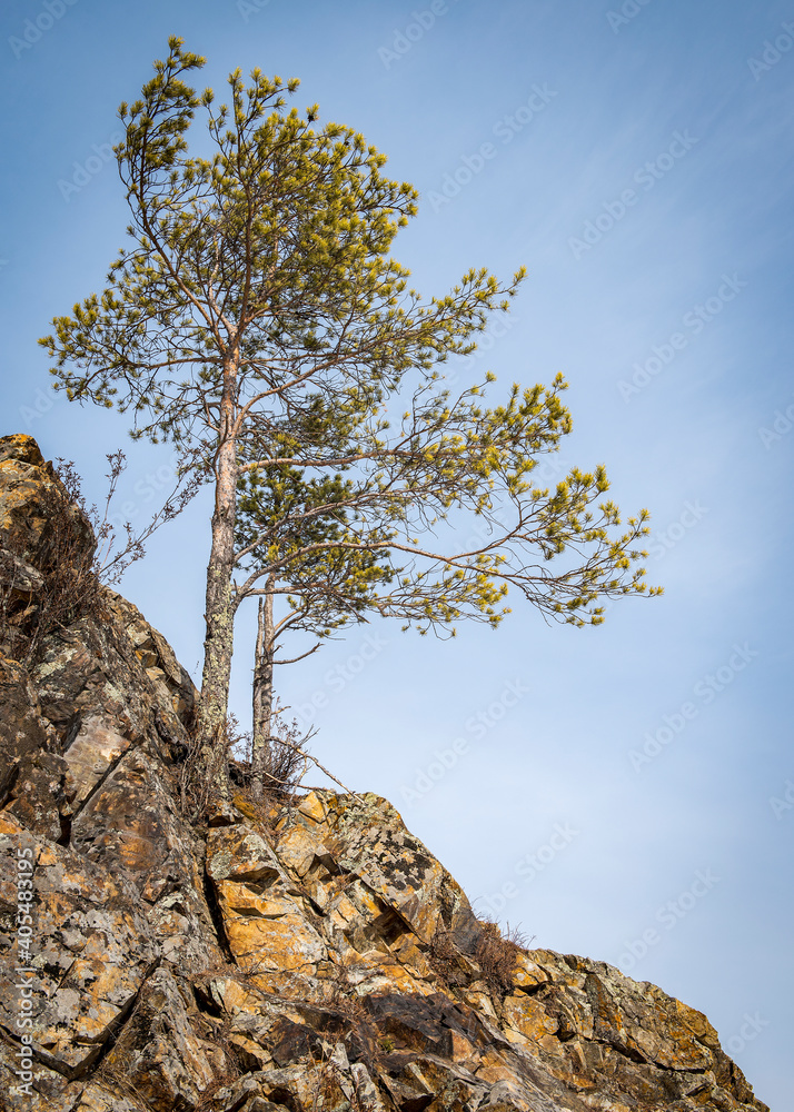Pine trees on a rocky cliff in Mountain Altai, Russia