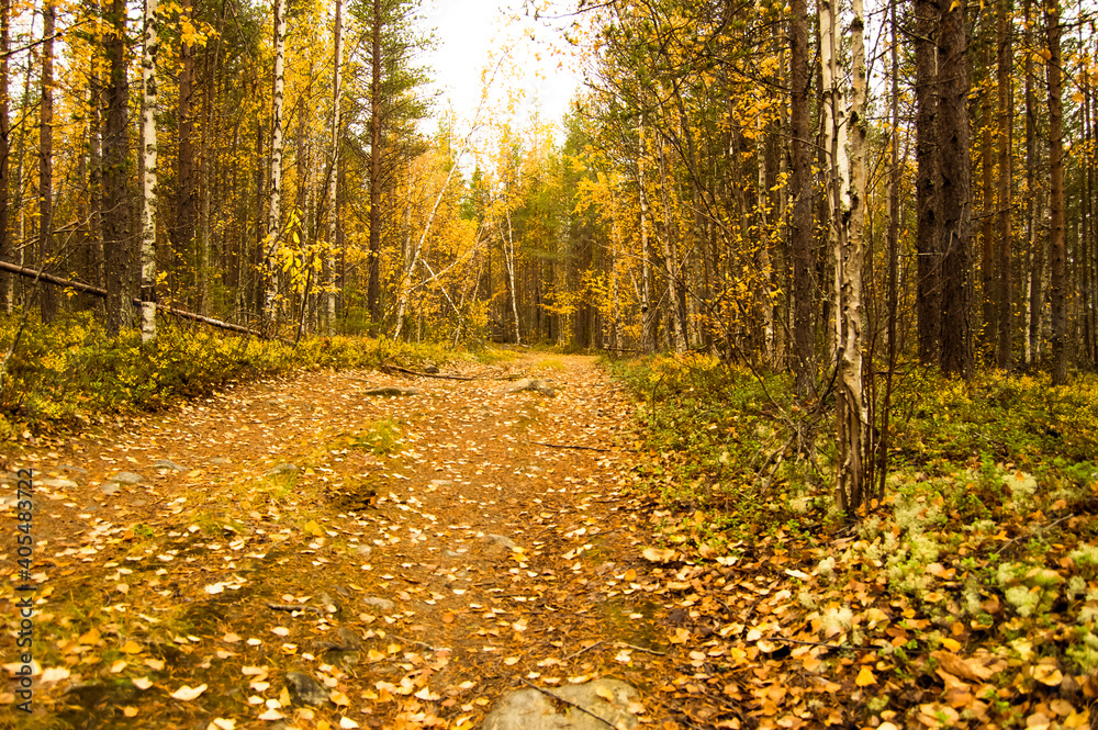 Obraz premium autumn in the forest