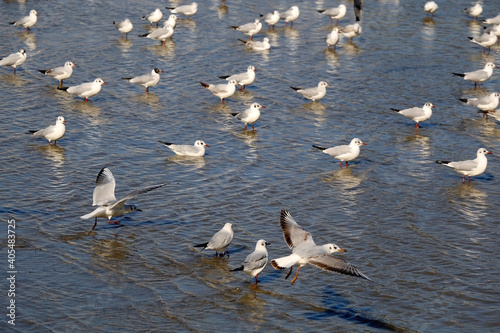 Flock of seagulls in shallow sea. Small boat in the background. Selective focus.