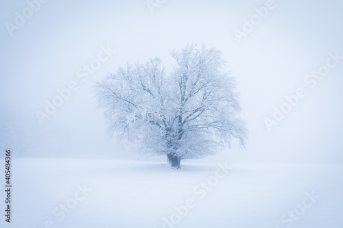 Lonely Winter Tree. Sweet Solitude. Cold and Cloudy day with much snow in the Washington, USA. Blizzard and fog in east coast. Winter snow blizzard in tree forest as nature danger weather. Snowstorm