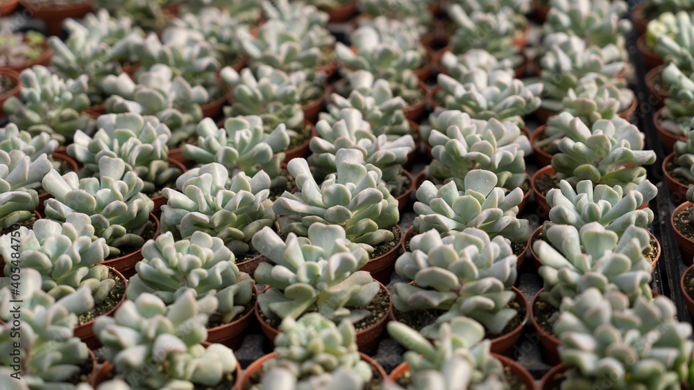 Fototapeta premium Growing succulents in a plant greenhouse