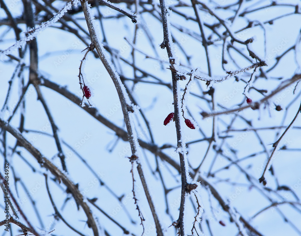 Natural branch of rosehip with fruits covered with frost, with orange berries covered with snow in winter Natural branch of rosehip with fruits covered with frost, with orange berries covered with snow in winter