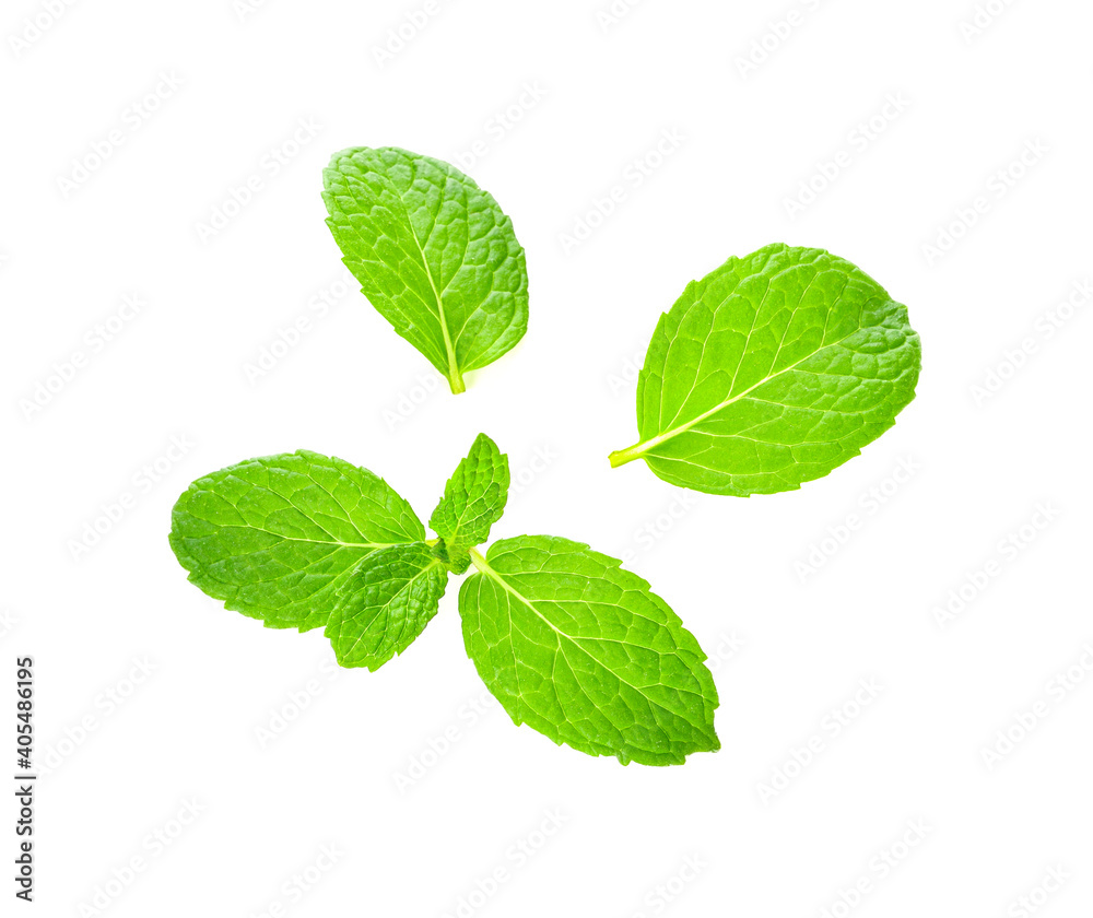 Fresh mint isolated on white background. Top view Fresh mint isolated on white background. Top view