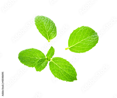 Fresh mint isolated on white background. Top view
