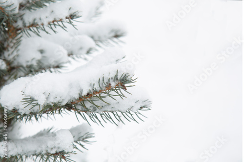 Beautiful Winter coniferous forest with trees covered frost and snow close up. 