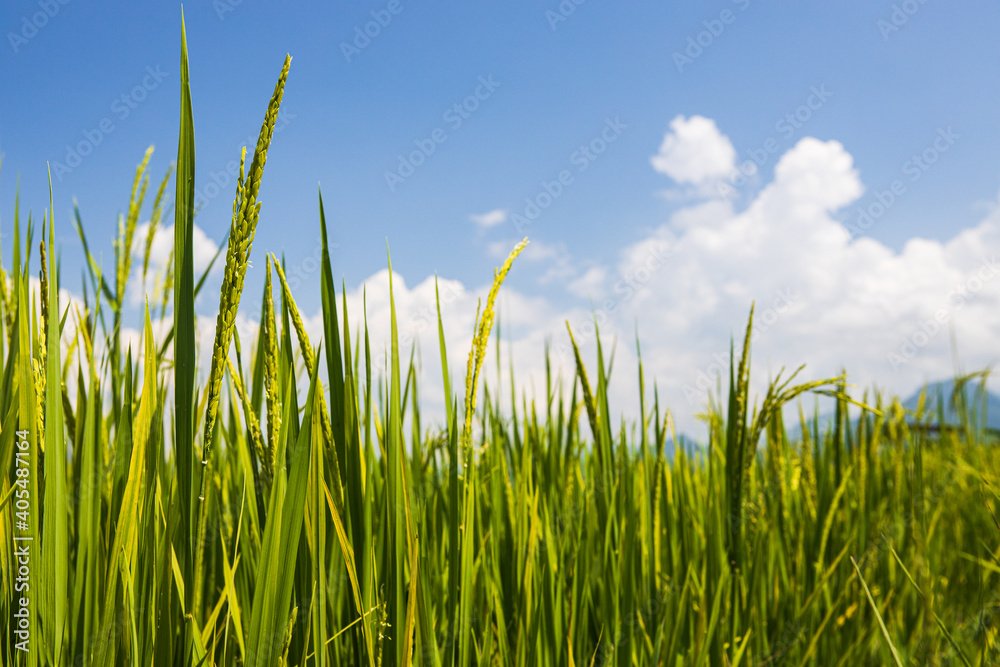green rice and blue sky with cloud background