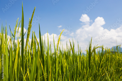 green rice and blue sky with cloud background