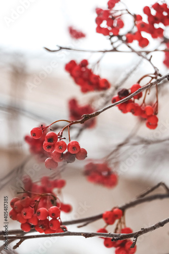 red berries on snow © Julia Pokutnya