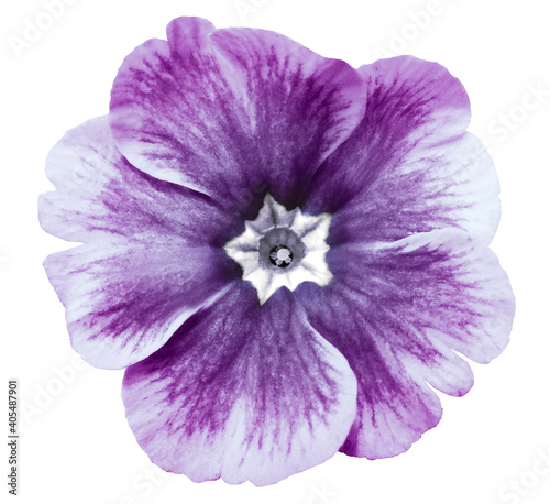 Fototapeta Naklejka Na Ścianę i Meble -  Purple  violets  flower isolated on white background. For design. Close-up. Nature.
