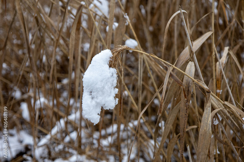 Gräßer mit Schnee bedeckt im Winter photo